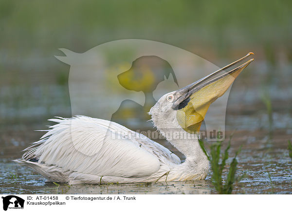 Krauskopfpelikan / Dalmatian pelican / AT-01458