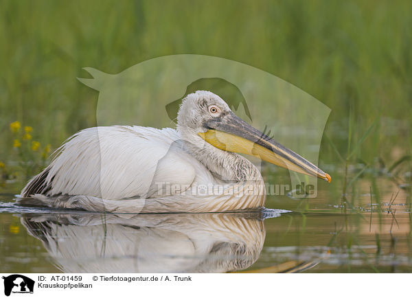 Krauskopfpelikan / Dalmatian pelican / AT-01459