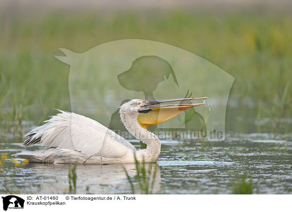 Krauskopfpelikan / Dalmatian pelican / AT-01460