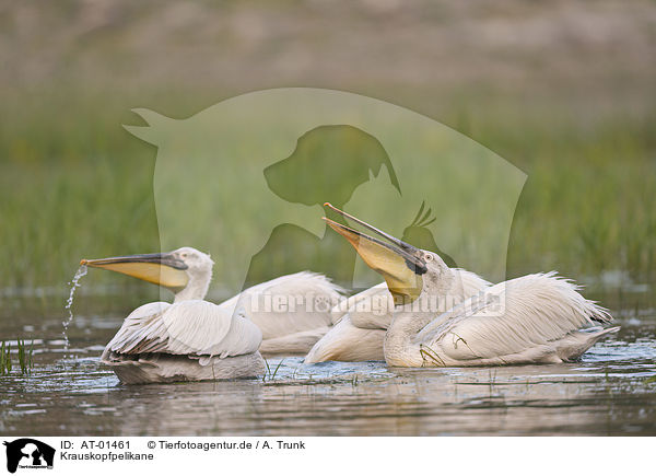 Krauskopfpelikane / Dalmatian pelicans / AT-01461