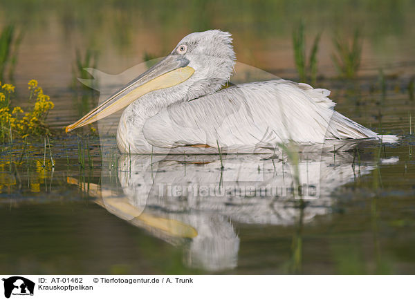 Krauskopfpelikan / AT-01462