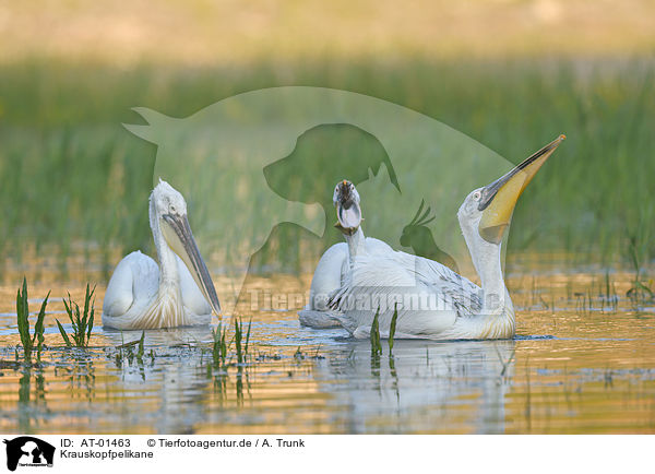 Krauskopfpelikane / Dalmatian pelicans / AT-01463