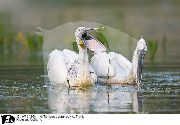 Krauskopfpelikane / Dalmatian pelicans / AT-01464