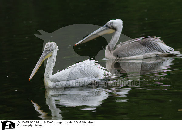 Krauskopfpelikane / Dalmatian pelicans / DMS-05614