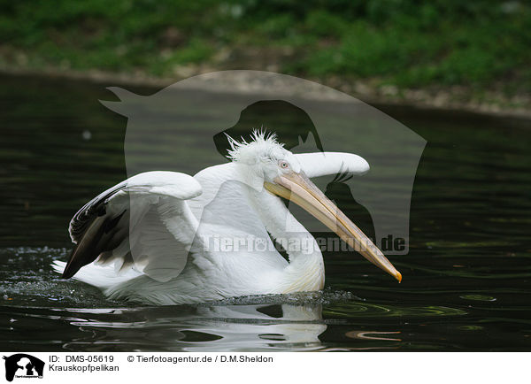 Krauskopfpelikan / Dalmatian pelican / DMS-05619