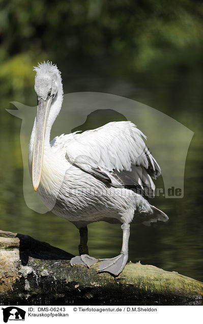 Krauskopfpelikan / Dalmatian pelican / DMS-06243