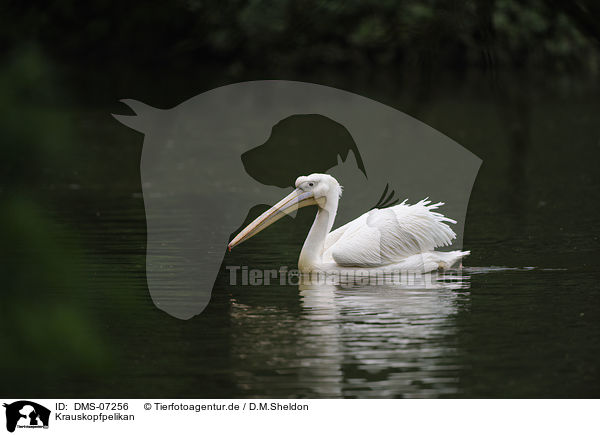 Krauskopfpelikan / Dalmatian pelican / DMS-07256