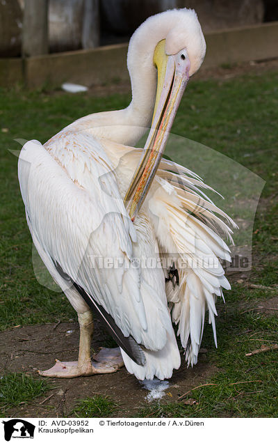 Krauskopfpelikan / Dalmatian pelican / AVD-03952