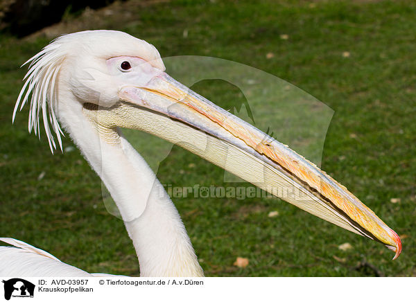 Krauskopfpelikan / Dalmatian pelican / AVD-03957