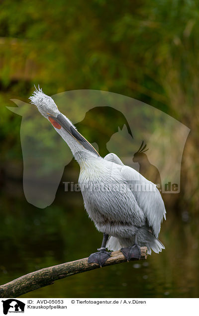 Krauskopfpelikan / Dalmatian pelican / AVD-05053