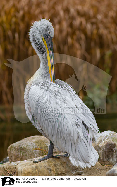 Krauskopfpelikan / AVD-05056