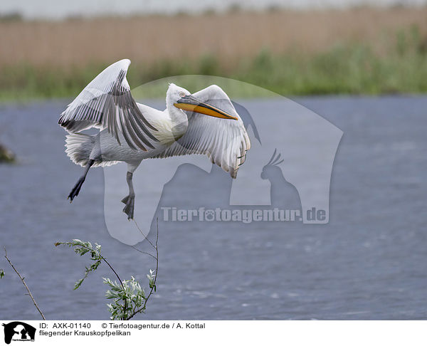 fliegender Krauskopfpelikan / flying Dalmatian Pelican / AXK-01140