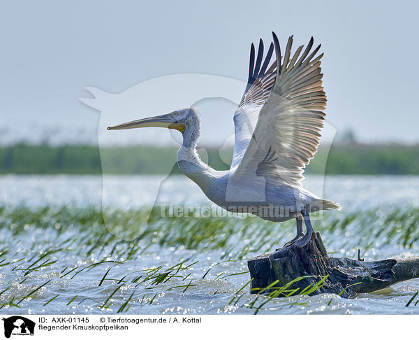 fliegender Krauskopfpelikan / flying Dalmatian Pelican / AXK-01145