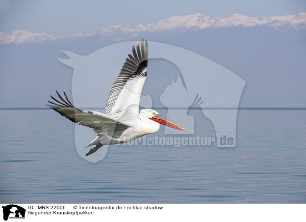 fliegender Krauskopfpelikan / MBS-22006