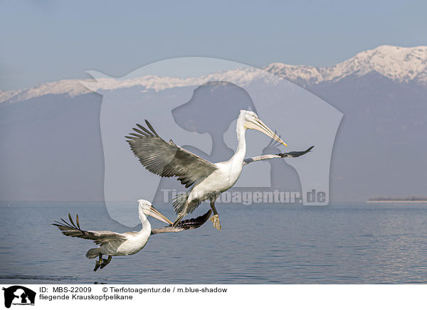 fliegende Krauskopfpelikane / MBS-22009