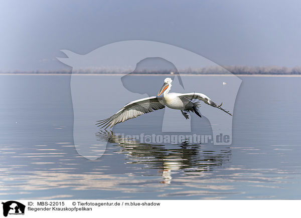 fliegender Krauskopfpelikan / MBS-22015