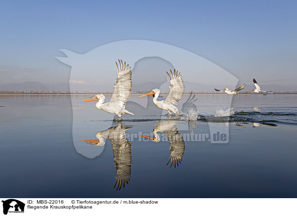 fliegende Krauskopfpelikane / MBS-22016