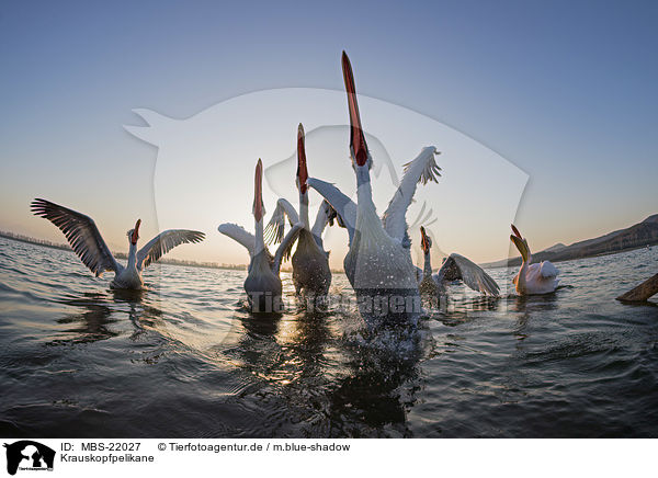 Krauskopfpelikane / MBS-22027