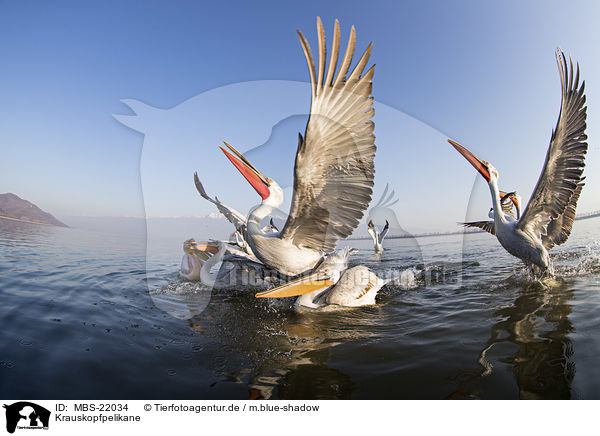 Krauskopfpelikane / MBS-22034