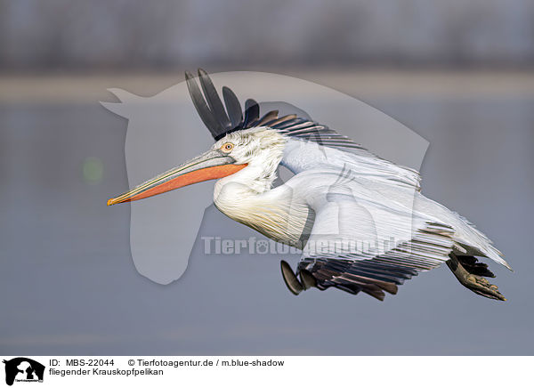 fliegender Krauskopfpelikan / MBS-22044