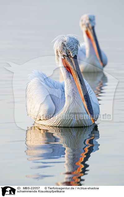 schwimmende Krauskopfpelikane / MBS-22057