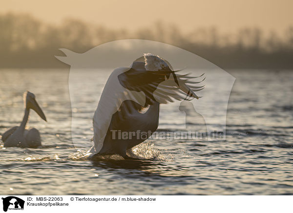 Krauskopfpelikane / Dalmatian Pelicans / MBS-22063