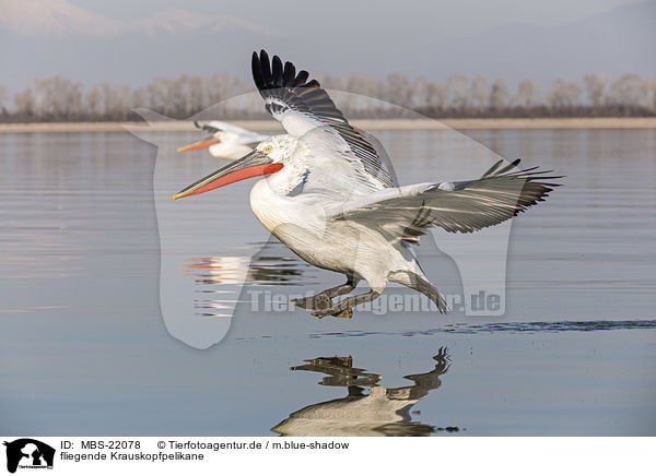 fliegende Krauskopfpelikane / flying Dalmatian Pelicans / MBS-22078