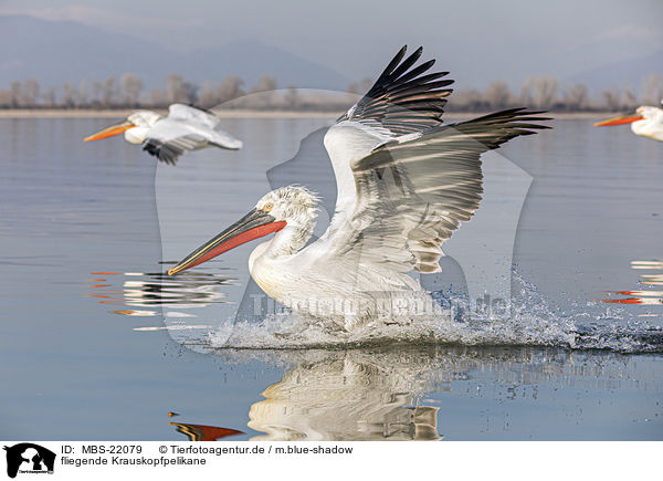 fliegende Krauskopfpelikane / flying Dalmatian Pelicans / MBS-22079