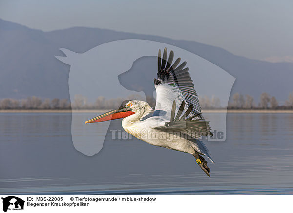 fliegender Krauskopfpelikan / MBS-22085