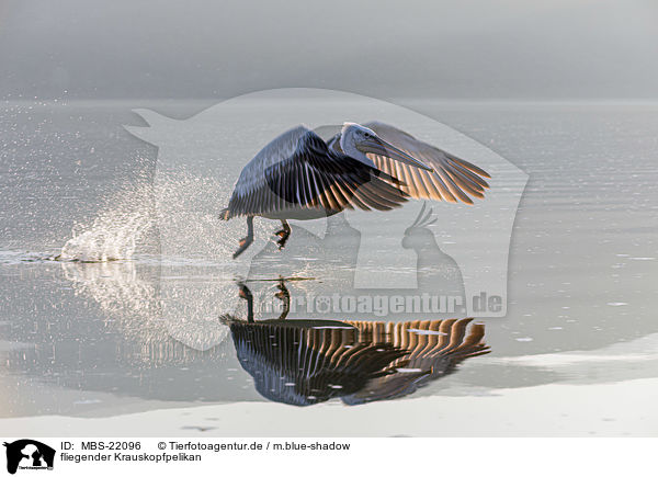 fliegender Krauskopfpelikan / MBS-22096