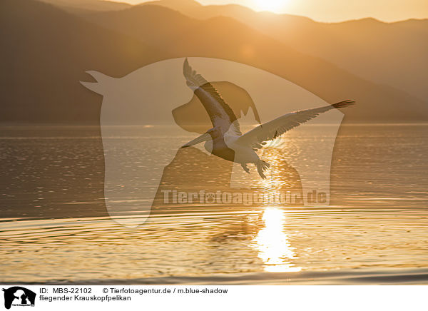 fliegender Krauskopfpelikan / MBS-22102