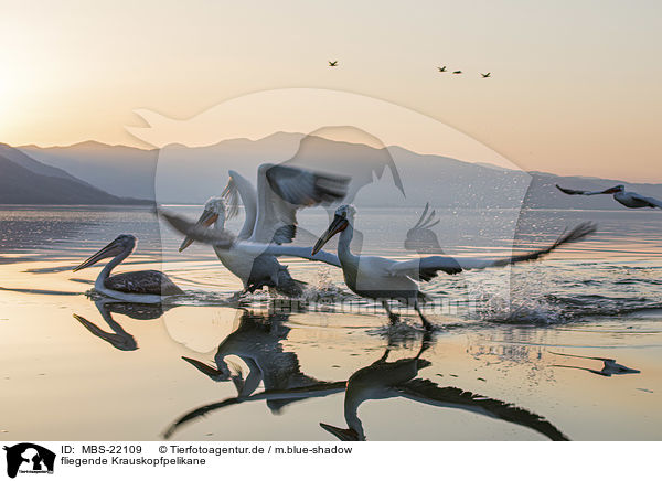 fliegende Krauskopfpelikane / MBS-22109