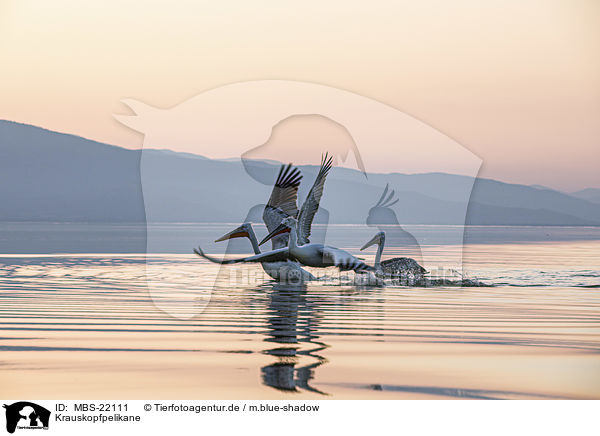 Krauskopfpelikane / MBS-22111