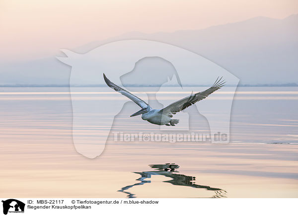 fliegender Krauskopfpelikan / flying Dalmatian Pelican / MBS-22117