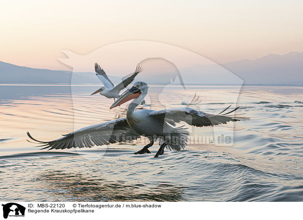 fliegende Krauskopfpelikane / flying Dalmatian Pelicans / MBS-22120