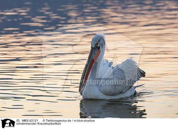 schwimmender Krauskopfpelikan / MBS-22121