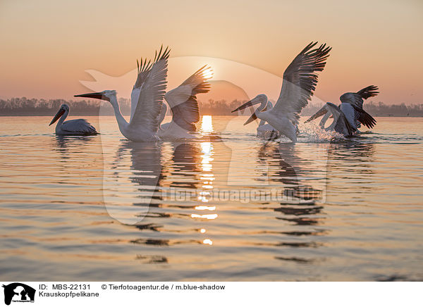 Krauskopfpelikane / MBS-22131