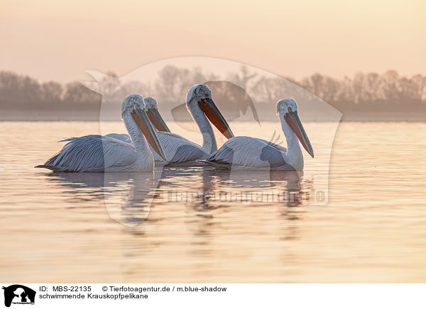 schwimmende Krauskopfpelikane / MBS-22135