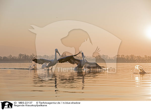 fliegende Krauskopfpelikane / MBS-22137