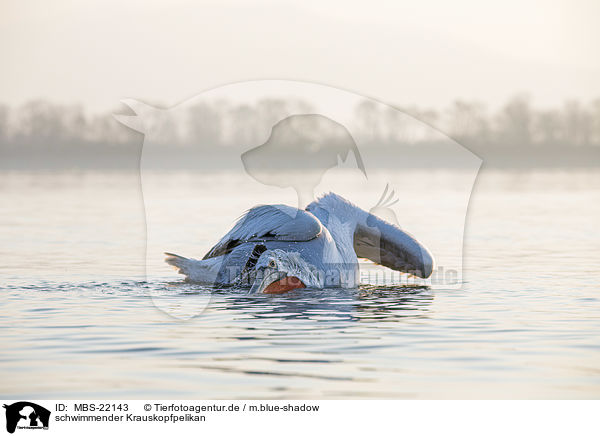 schwimmender Krauskopfpelikan / swimming Dalmatian Pelican / MBS-22143