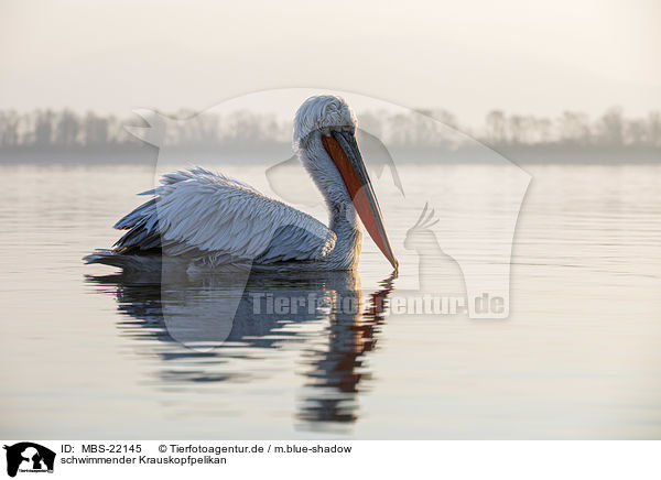 schwimmender Krauskopfpelikan / MBS-22145