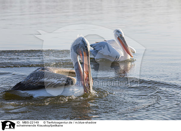 schwimmende Krauskopfpelikane / MBS-22149