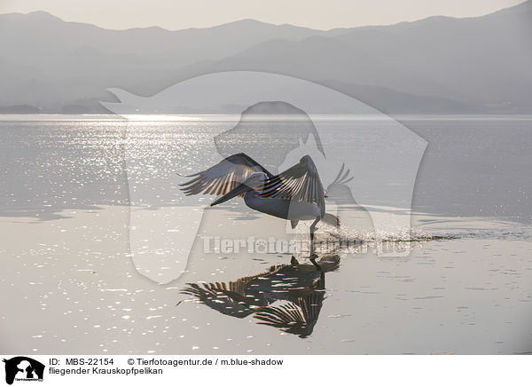 fliegender Krauskopfpelikan / MBS-22154