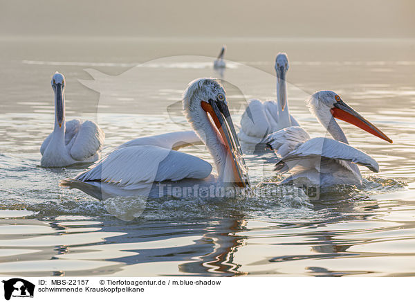 schwimmende Krauskopfpelikane / MBS-22157