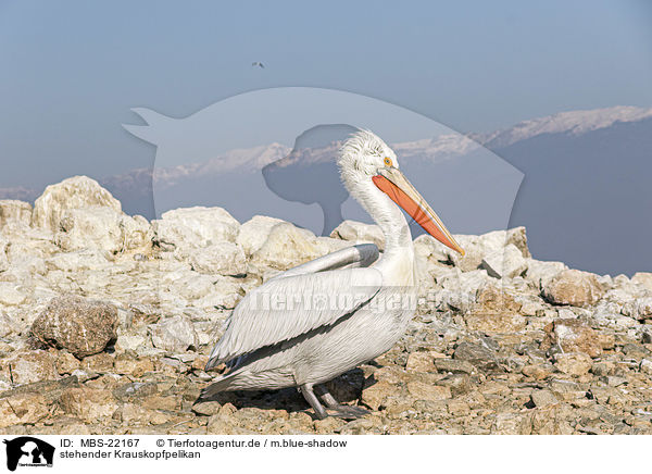 stehender Krauskopfpelikan / MBS-22167