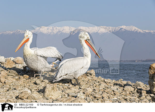 Krauskopfpelikane / MBS-22169