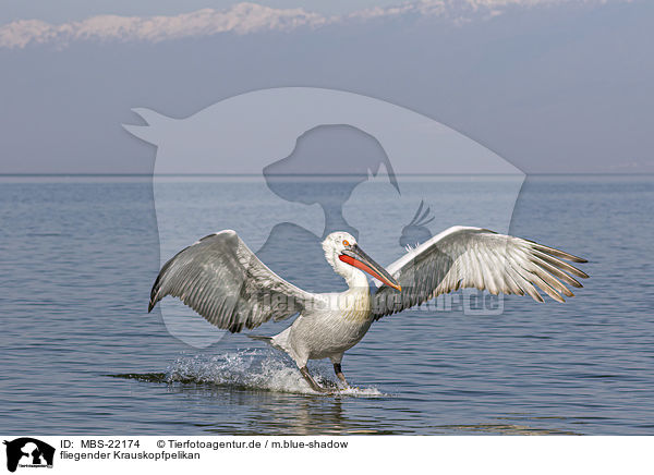 fliegender Krauskopfpelikan / MBS-22174