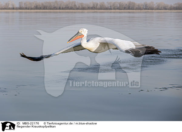 fliegender Krauskopfpelikan / MBS-22176
