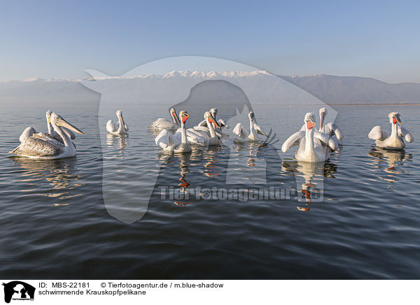 schwimmende Krauskopfpelikane / MBS-22181