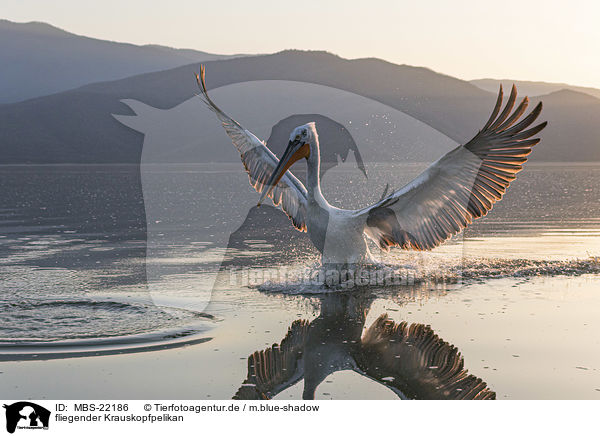 fliegender Krauskopfpelikan / MBS-22186